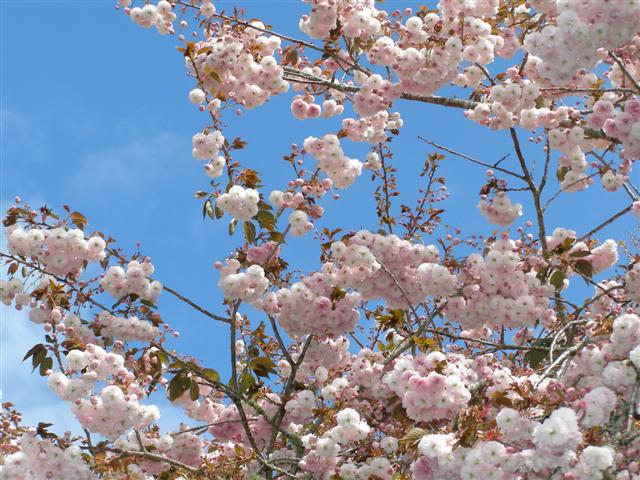 Prunus Pearly Shadows in full fluffy pompom glory