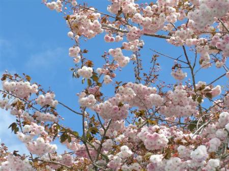 The fluffy pink pompoms of Prunus Pearly Shadows