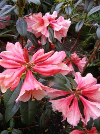 Rhododendron Bernice flowering this week