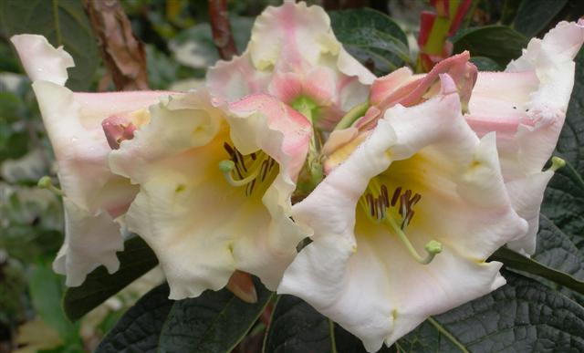 Floral Legacy - aptly named, perhaps