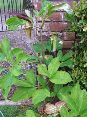 Mark's hybrid arisaemas are a real feature