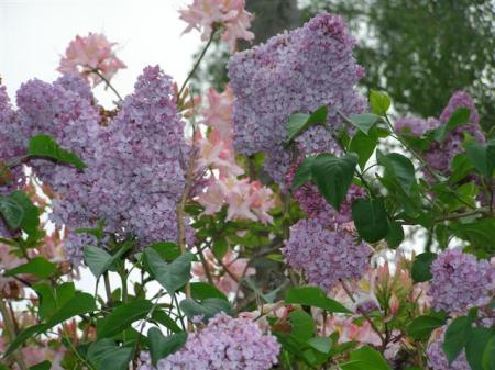 Even at 7.30am, the lilac flowers and adjacent apricot azalea are a delight this week in our driveway