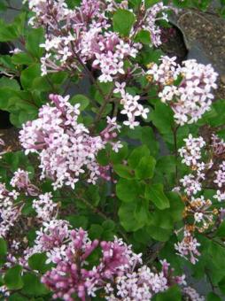 Syringia palibiniana - Korean lilac