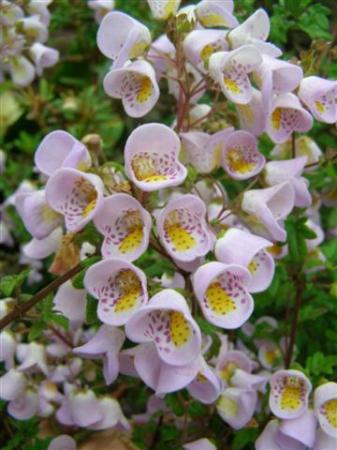 The little flower pouches of Jovellana punctata