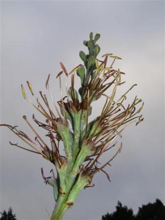 Manfreda maculosa - looking rather more dramatic in the photograph than in reality