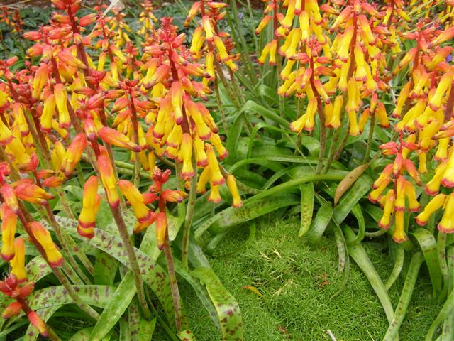 Lachenalia aloides - change from winter pinks