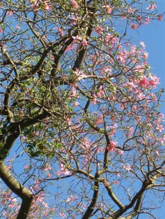 The exotic chorisia in the palace gardens at Seville