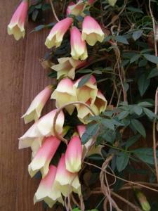 The very pretty Tecomanthe montana