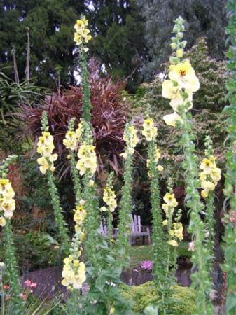 A particularly good verbascum for our conditions