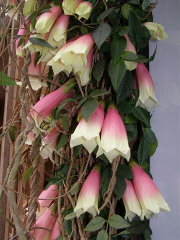 Pink and cream hanging bells of Tecomanthe montana