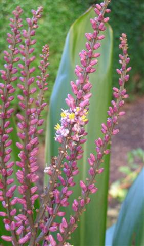 The Paris pink and yellow flowers of Cordyline petiolaris