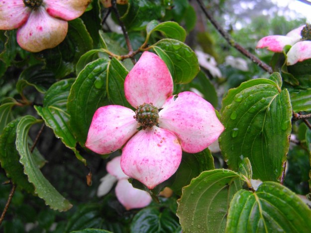 Cornus kousa can age to deep pink