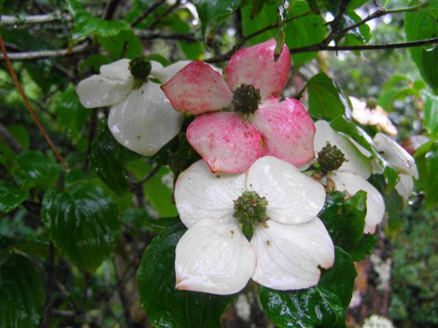 Pink and white all over - Cornus kousa var. chinensis