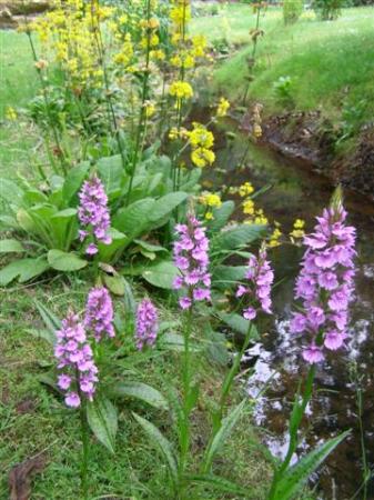 Dactylorhiza - doing better on our stream margins than in the garden