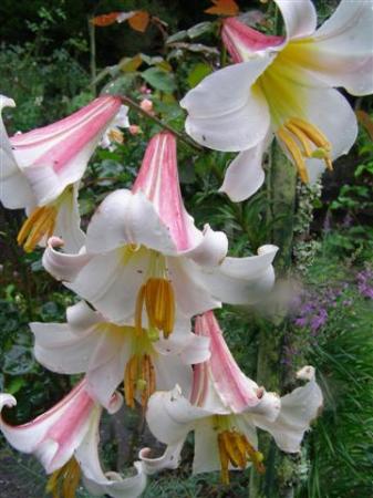 Lilium regale - often called the Christmas lily in New Zealand