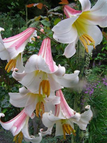 Lilium regale - often called the Christmas lily in New Zealand