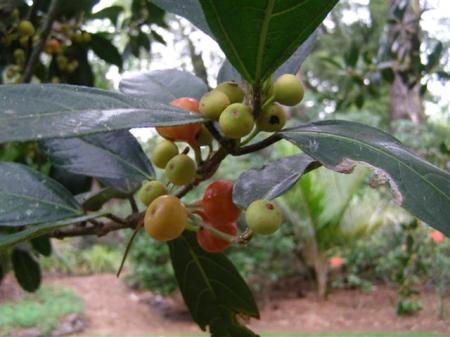 The curious fruit of Ficus antiarus