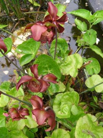 Sarracenia - the flowers come before the insect trapping pitchers