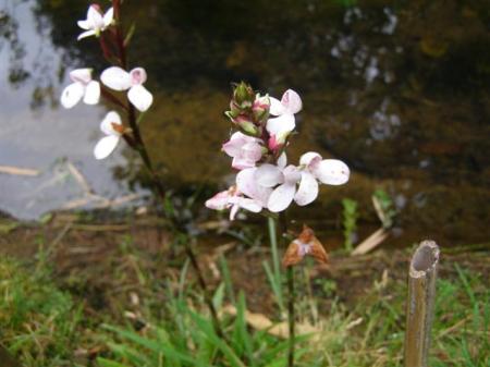 The little Disa tripetalata naturalising by the stream, we hope