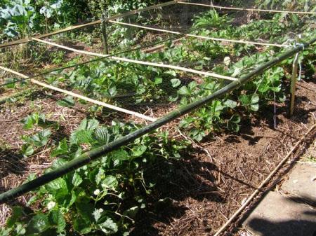 Better late than never - covering the strawberries