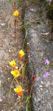 Straight after the rains, the zephyranthes appeared this week