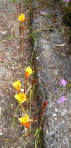 Straight after the rains, the zephyranthes appeared this week