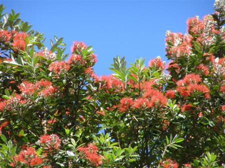 The colours of a New Zealand Christmas - at least in the upper half of the North Island