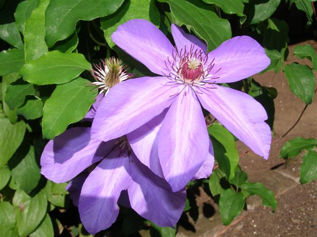 Clematis - pretty as a picture but junk those that are prone to mildew