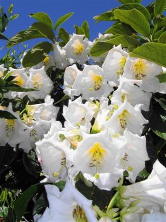 Rhododendron sinonuttallii in all its glory this week