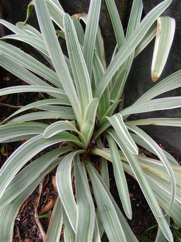 Agapanthus Tinkerbell - no weed potential here