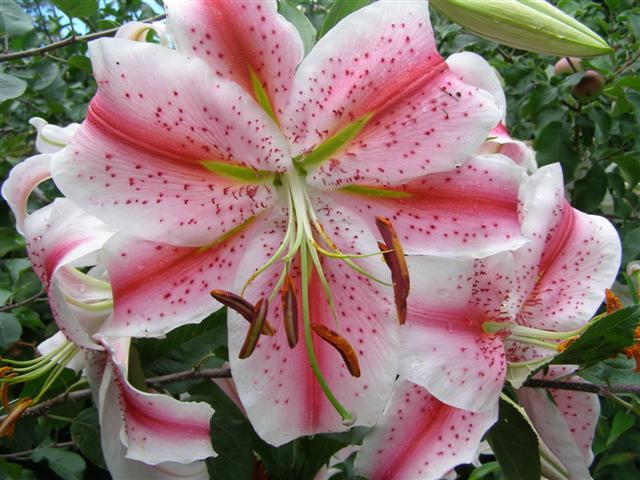Auratum lily Flossie - one of Felix Jury's hybrids