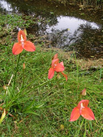 Working to naturalise disa orchids by our stream