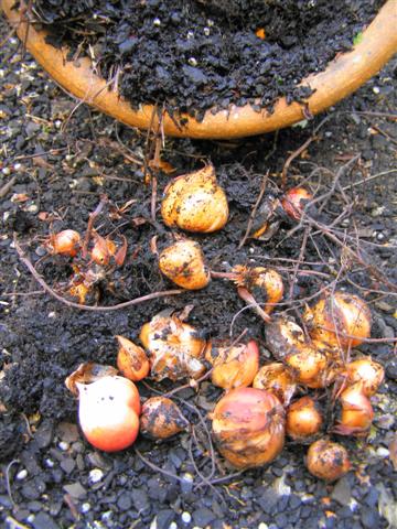 Dry bulbs can still be planted