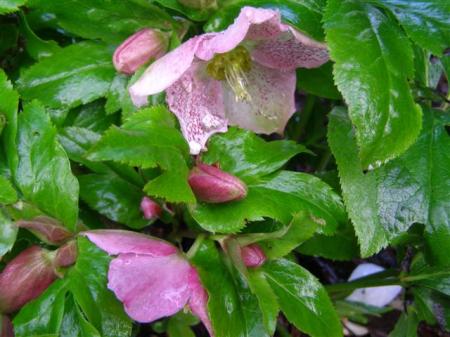 Helleborus orientalis - gentle and understated garden performers