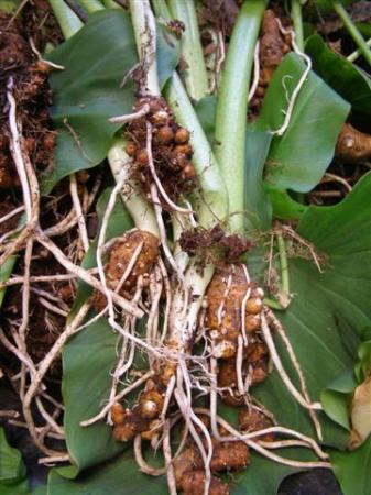 Arum lilies may be prized as cut flowers overseas but one look at the root system shows why they are a noxious weed on the banned list here