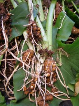 Arum lilies may be prized as cut flowers overseas but one look at the root system shows why they are a noxious weed on the banned list here