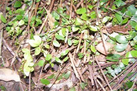 The creeping rata - puts down roots wherever it touches, whether in the ground or clinging to a host tree