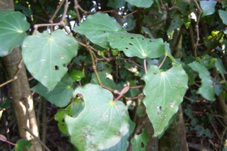 Self sown kawakawa showing typical shot holes in the leaf