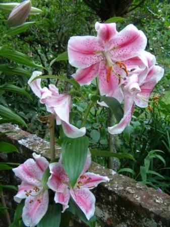 Auratum lilies - a mainstay of our summer garden