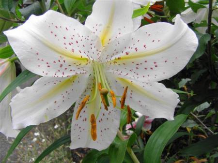 The glory of the auratum lilies