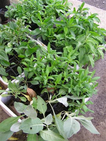 Last weekend's rain means it is safe to return to planting out herbaceous material