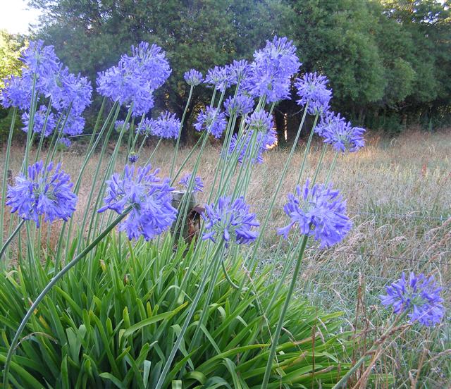 Our summer roadsides would be the poorer without agapanthus