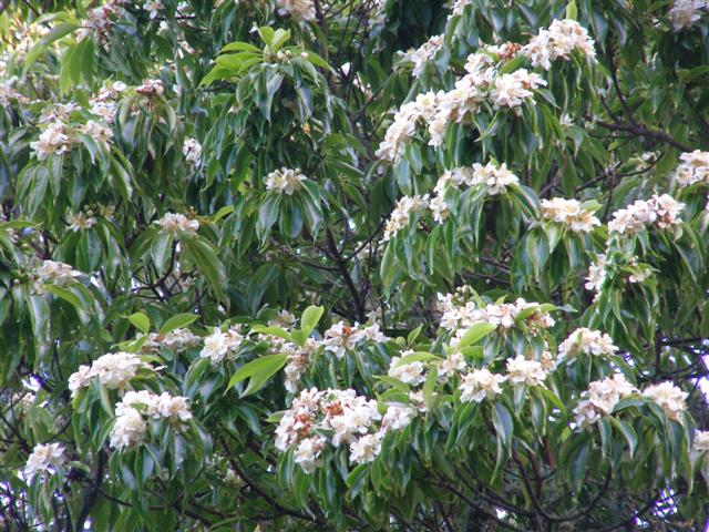 Probably Schima noronhae, maybe Schima wallichii or Schima wallichii ssp. noronhae