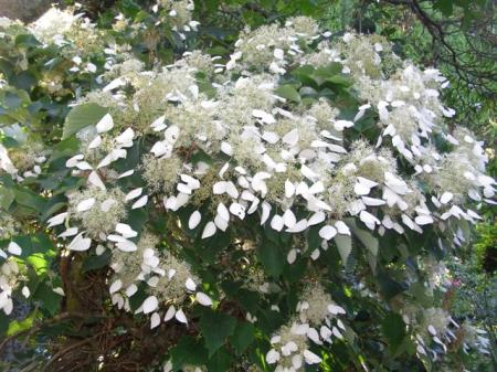 The froth of Schizophragma hydrangeoides in flower