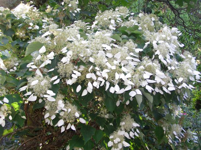 Schizophragma hydrangeoides - more spectacular for us than the usual climbing hydrangea