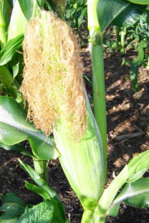 The first corn cobs of the season