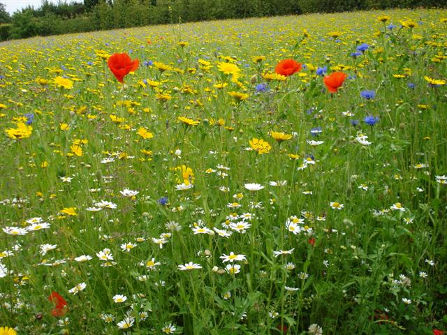 A field of flowers in its first season