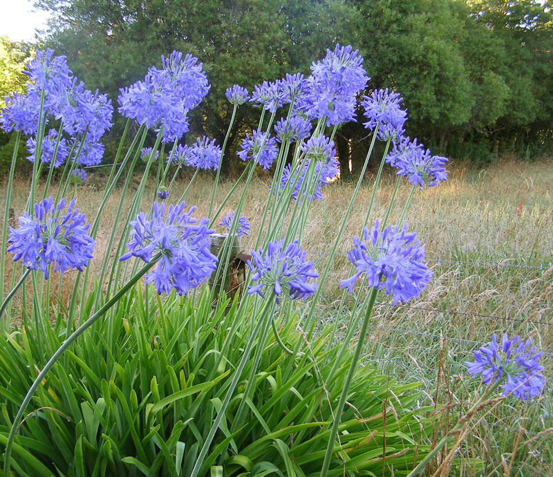 Our summer roadsides would be the poorer without agapanthus