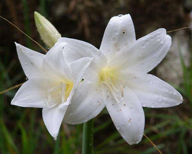 Surprising perfection in the under-rated Amaryllis belladonna