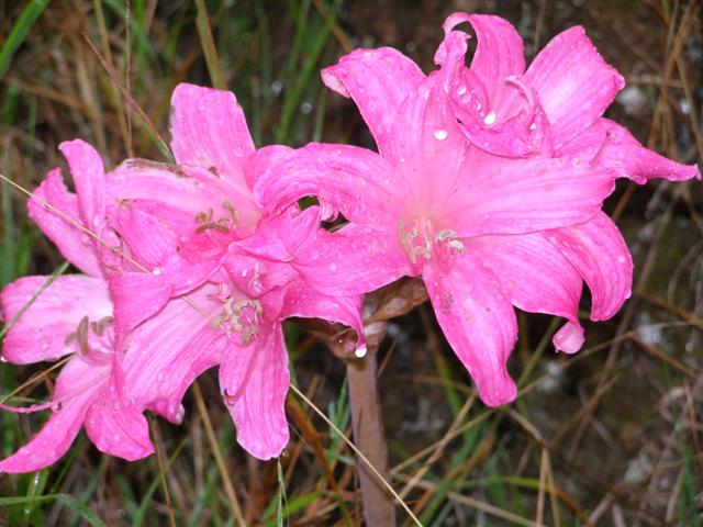 The more common bright candy pink belladonnas